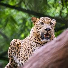 Trivandrum Zoo